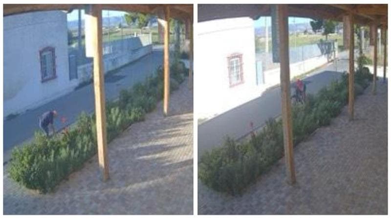 Nell’oasi di Foggia rubate le piante preparate per gli insetti impollinatori: “Colpiti al cuore”