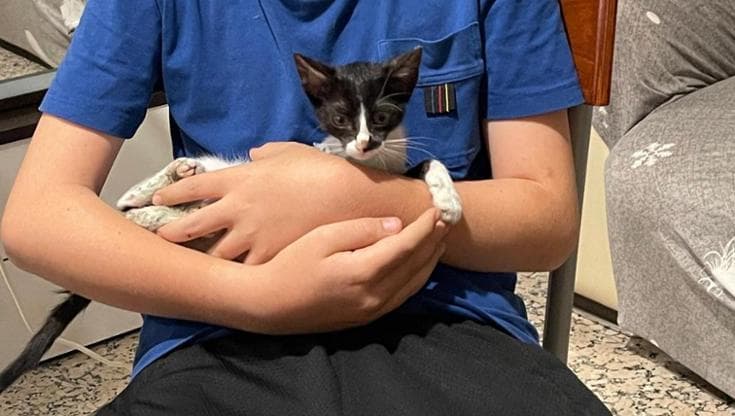 Ragazzino salva gatto con tre zampe e lo adotta. I volontari: “Il suo ...