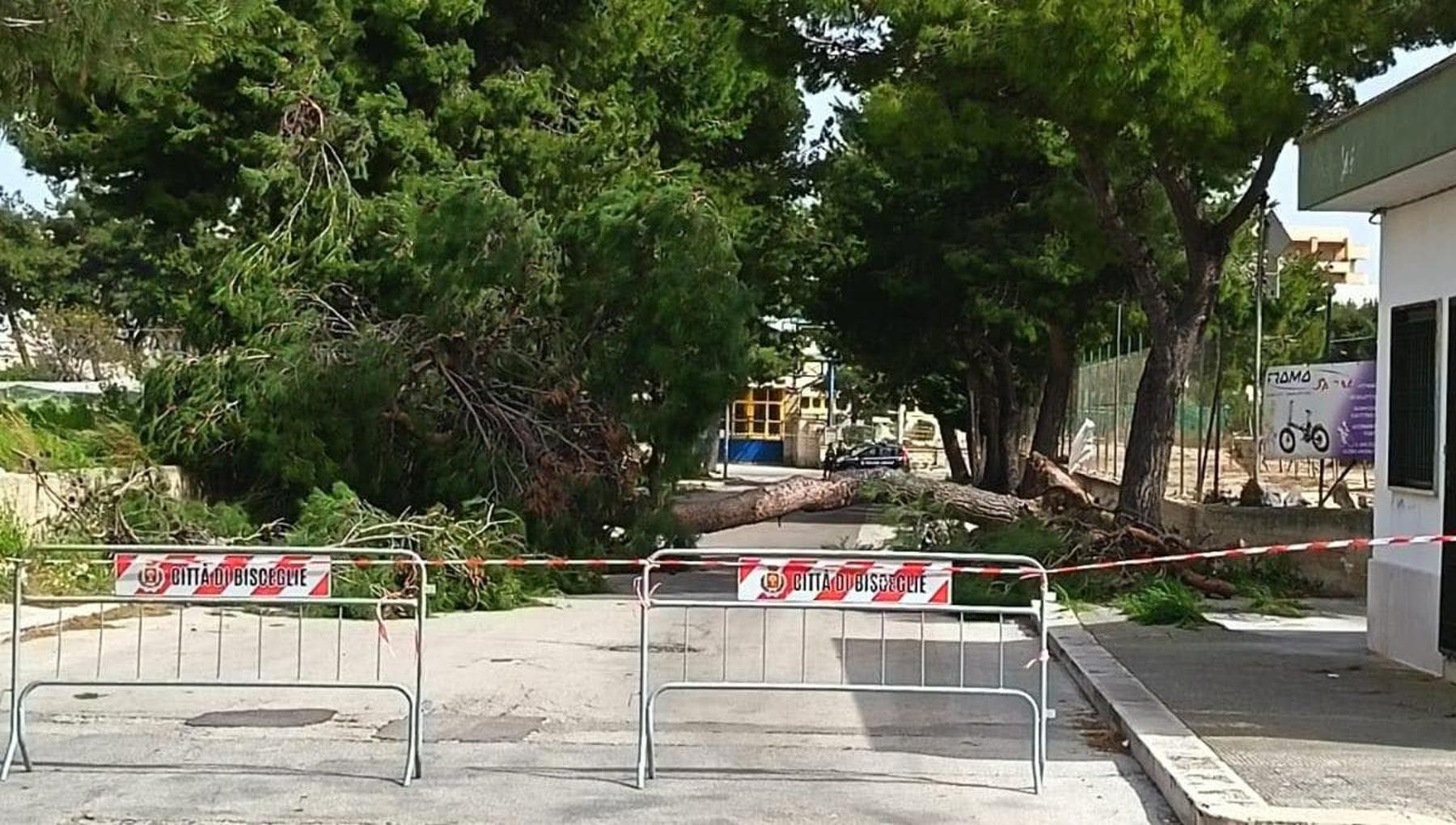 Puglia, 2 morti per il vento: ragazza di 12 anni travolta da un albero. Operaio vittima a Taranto