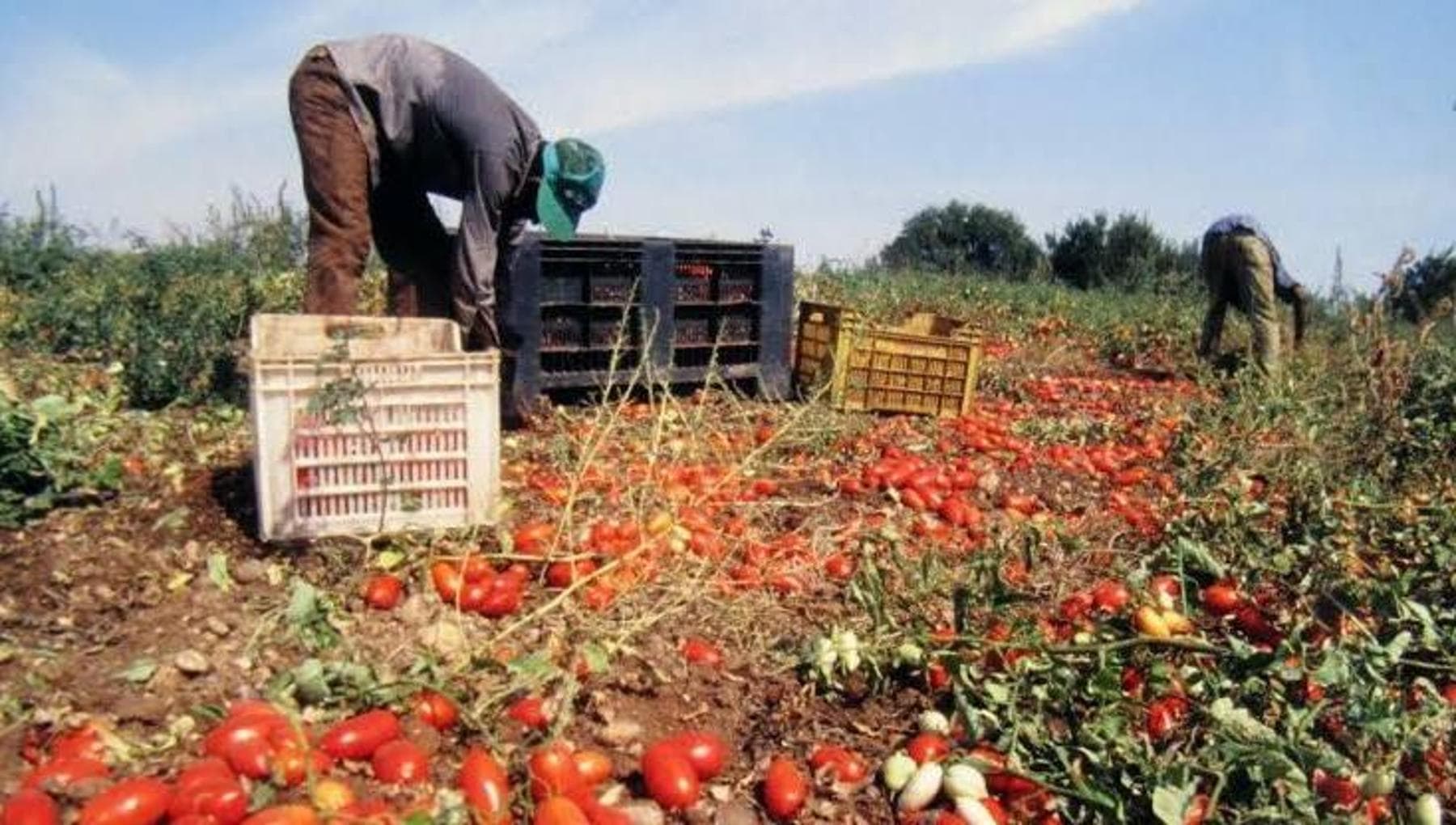 UniBa: “Troppi antidolorifici ai braccianti per sopportare la fatica nei  campi. Ma non sono la cura” - la Repubblica
