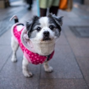 Soccorso Stradale Per Cani E Gatti I Numeri Utili Per