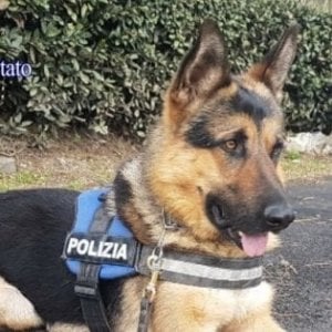 Cani Poliziotto Al Gelo Nella Caserma Di Bologna