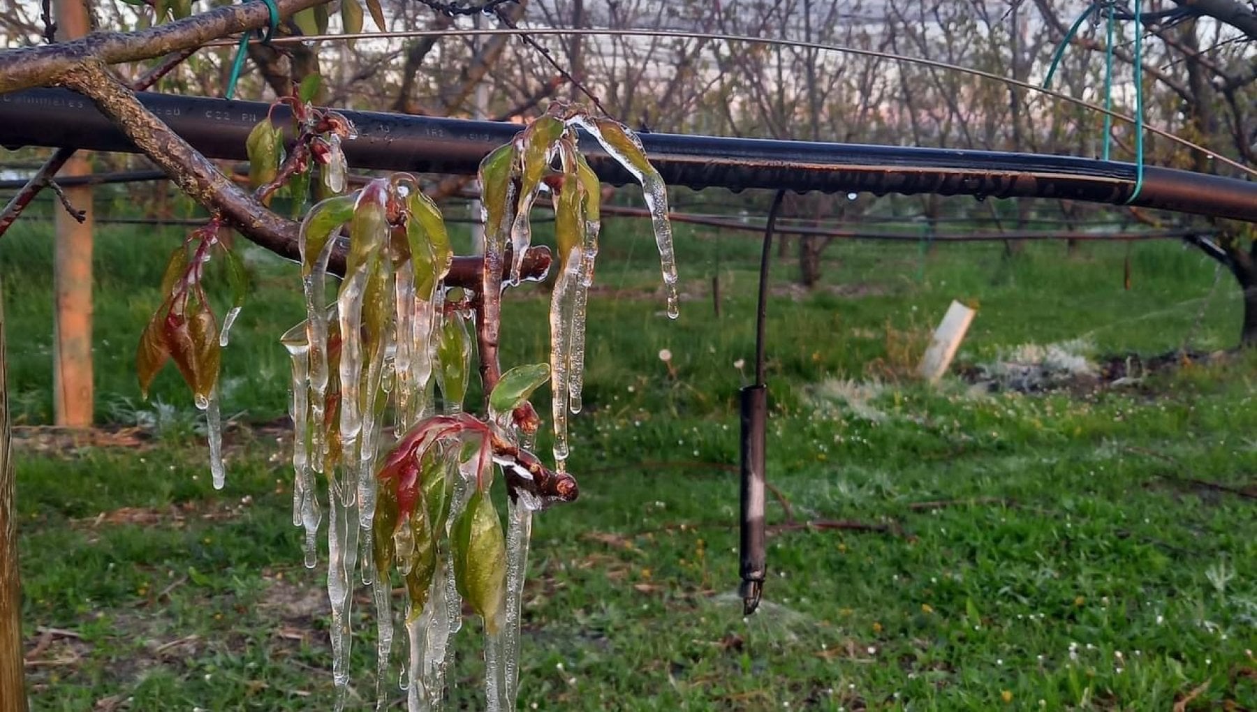 Agricoltura Emilia Romagna I Danni Delle Gelate Tardive Sui Frutteti 
