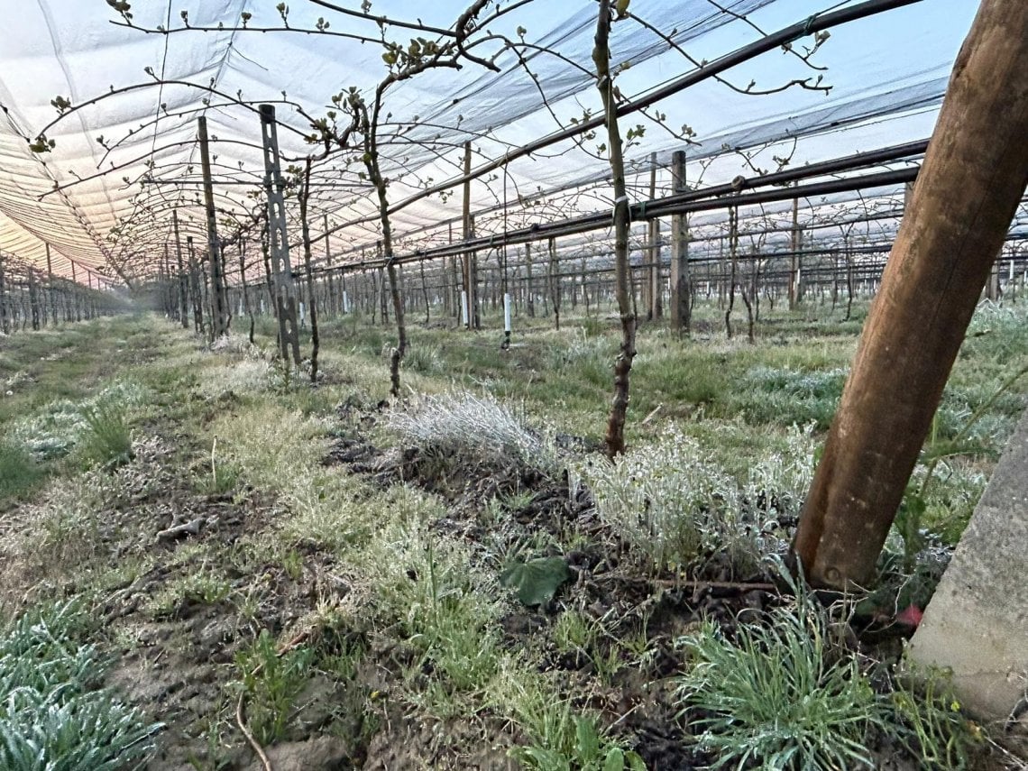 Agricoltura Emilia Romagna I Danni Delle Gelate Tardive Sui Frutteti 