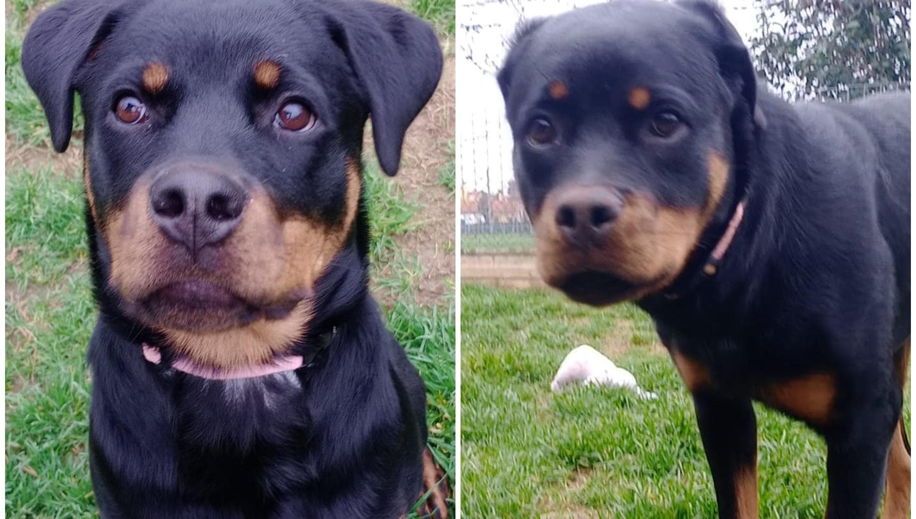 Rottweiler abbandonato da giorni senza acqua e cibo: “Dall’alloggio ...