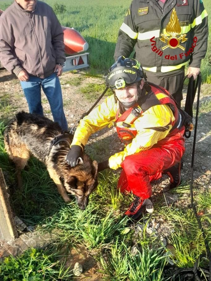 Pastore tedesco finisce nel canale irriguo: lo salva un soccorritore ...