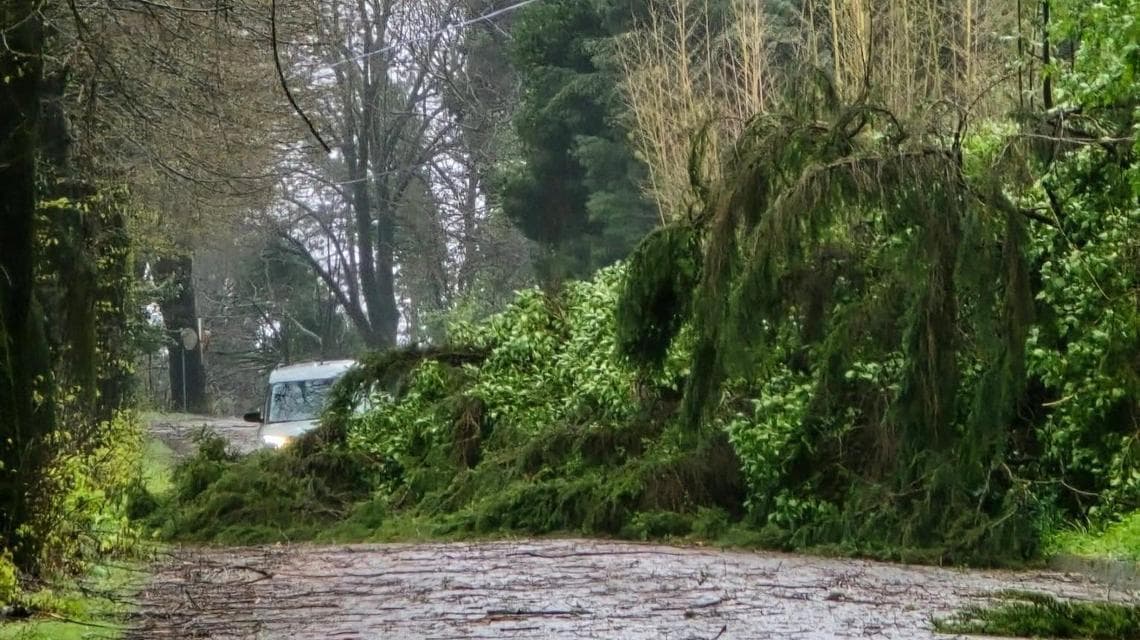 Bertinoro (Forli-Cesena) yakınında devrilmiş bir ağaç. Fotoğraf Emilia-Romagna hava durumu