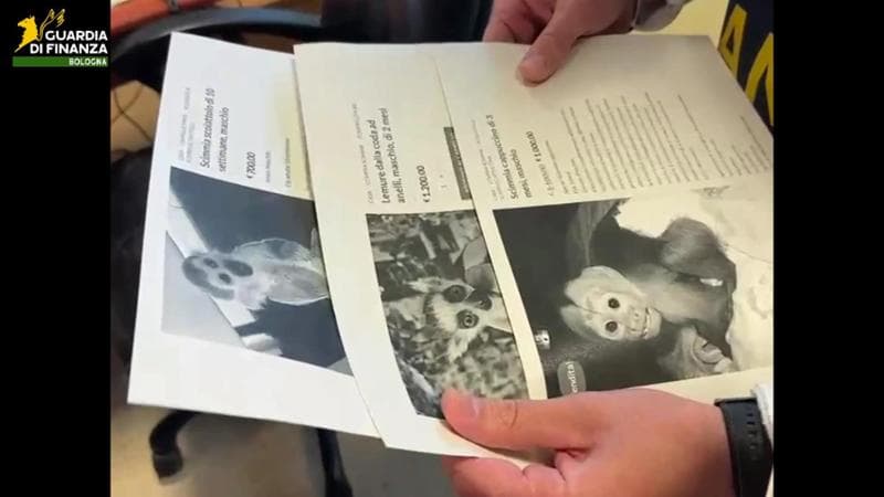 Anteprima: Scimmie, lemuri e procioni in vendita online. La Finanza: “Specie protette, è una truffa”