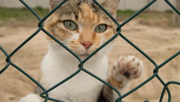 Gatto dato alle fiamme in un parco di Faenza: “Siamo sgomenti. Chi sa deve parlare”
