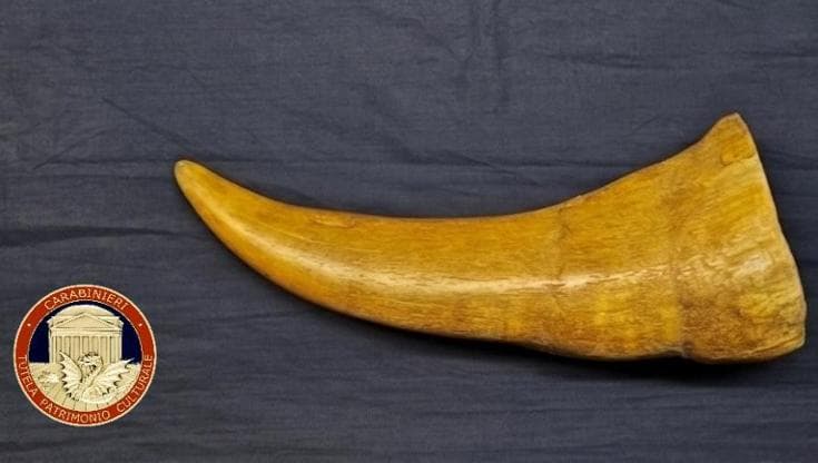 Ritrovato prezioso corno di rinoceronte sottratto al museo di Zoologia di Napoli nel 2015