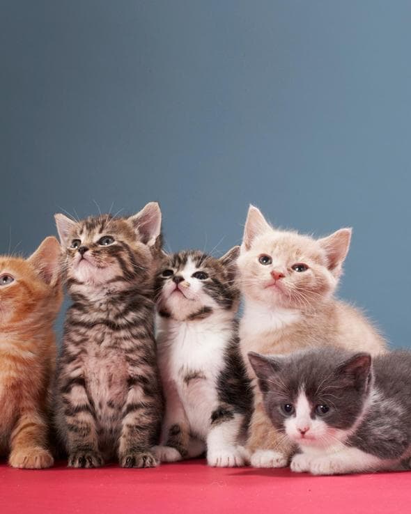 I gattini sono la nuova ossessione della profumeria
