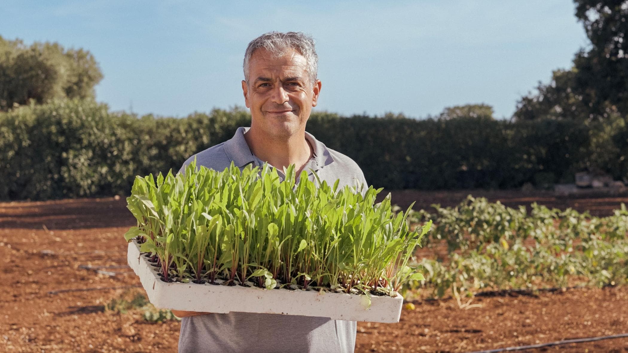repubblica.it - Martina Vacca - The farming nerd growing 240 varieties of tomato in Puglia - and how they end up as gourmet dishes