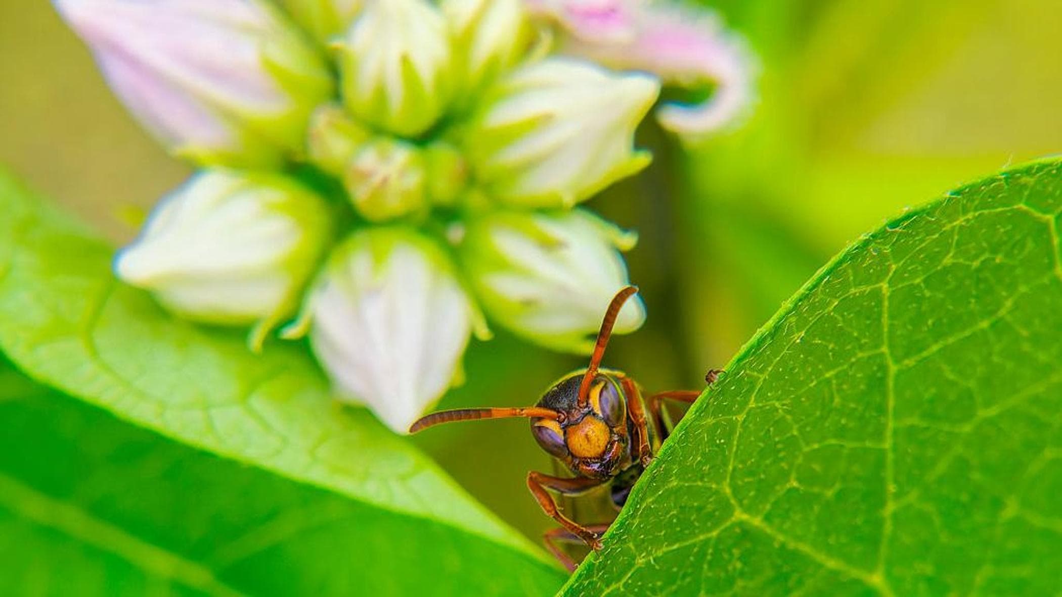 climate change threatens italy8217s food heritage samurai wasps may help save it da Europe.repubblica.it climate change threatens italy8217s food heritage samurai wasps may help save it