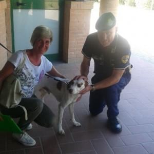 Chiuso in auto sotto al sole, cane salvato dai vigilantes nel ...