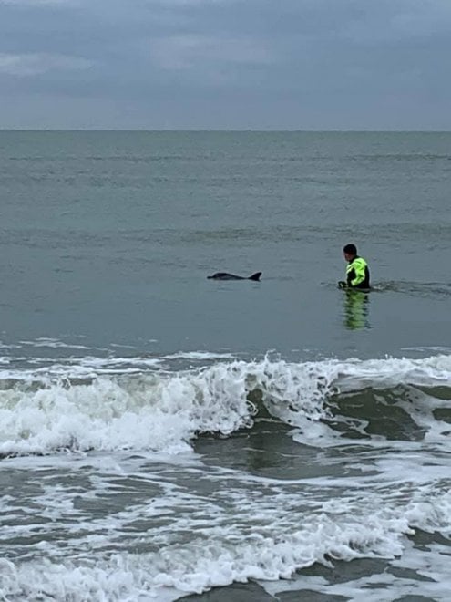 La storia del delfino di Viareggio salvato dal pescatore che dà l ...