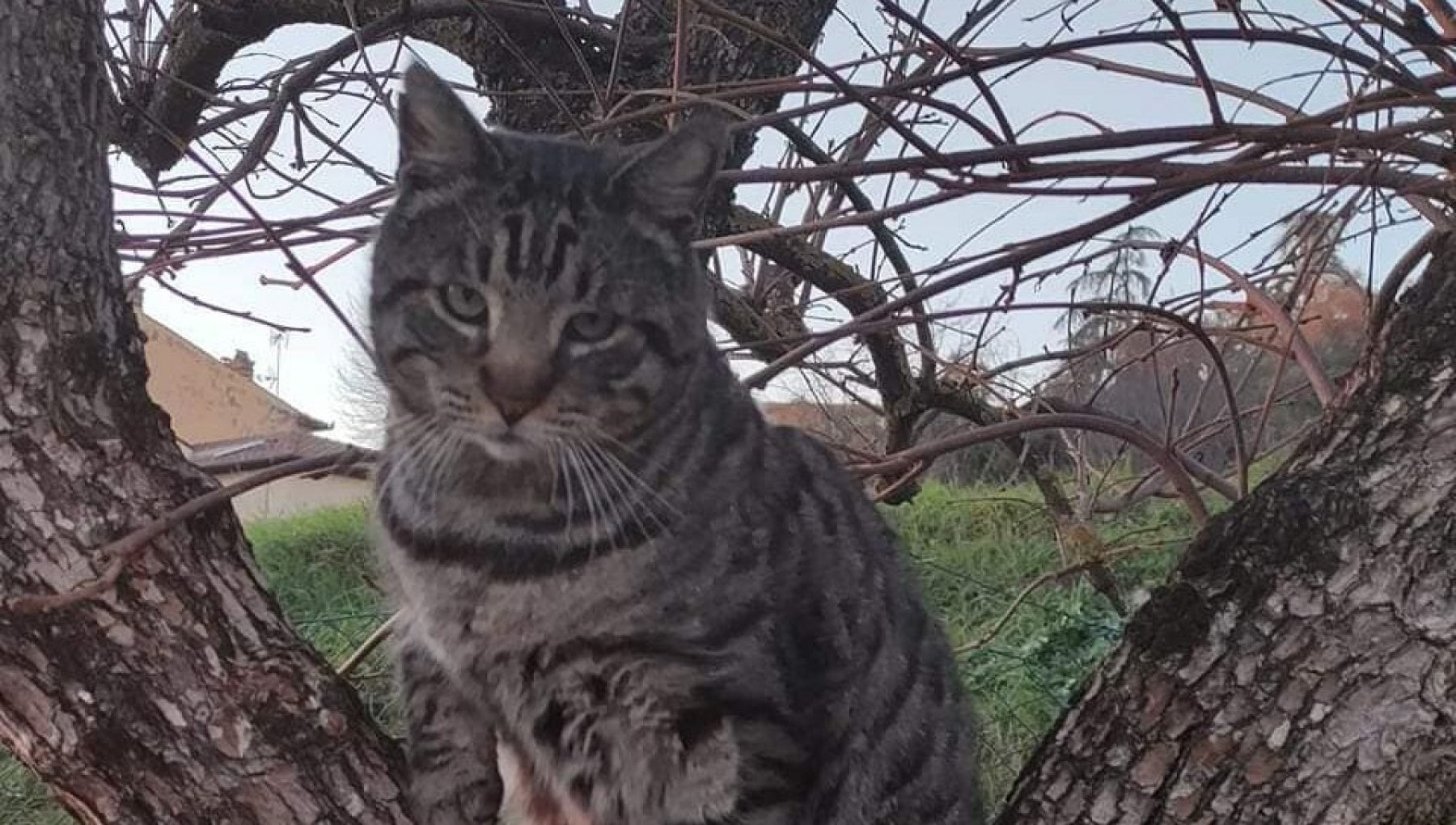 Giuliano Il Gatto Adottato Da Un Intero Paese Le Cure Pagate Con Una 