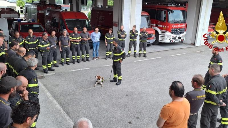 Va in pensione Foglia, il cane dei vigili del fuoco di Prato: “i ...