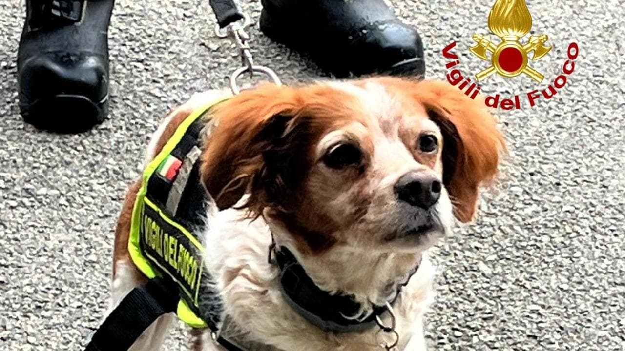 Va in pensione Foglia, il cane dei vigili del fuoco di Prato: “i ...