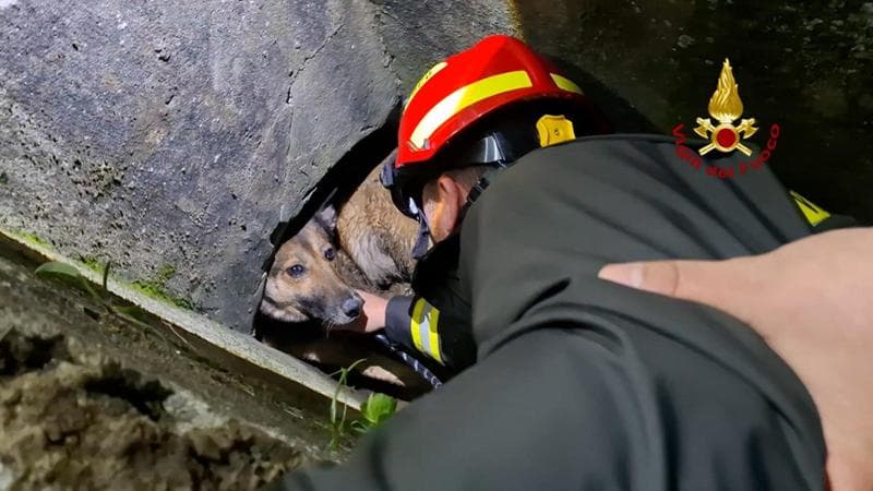 Cane intrappolato in una tubazione, il salvataggio del vigili del fuoco ...