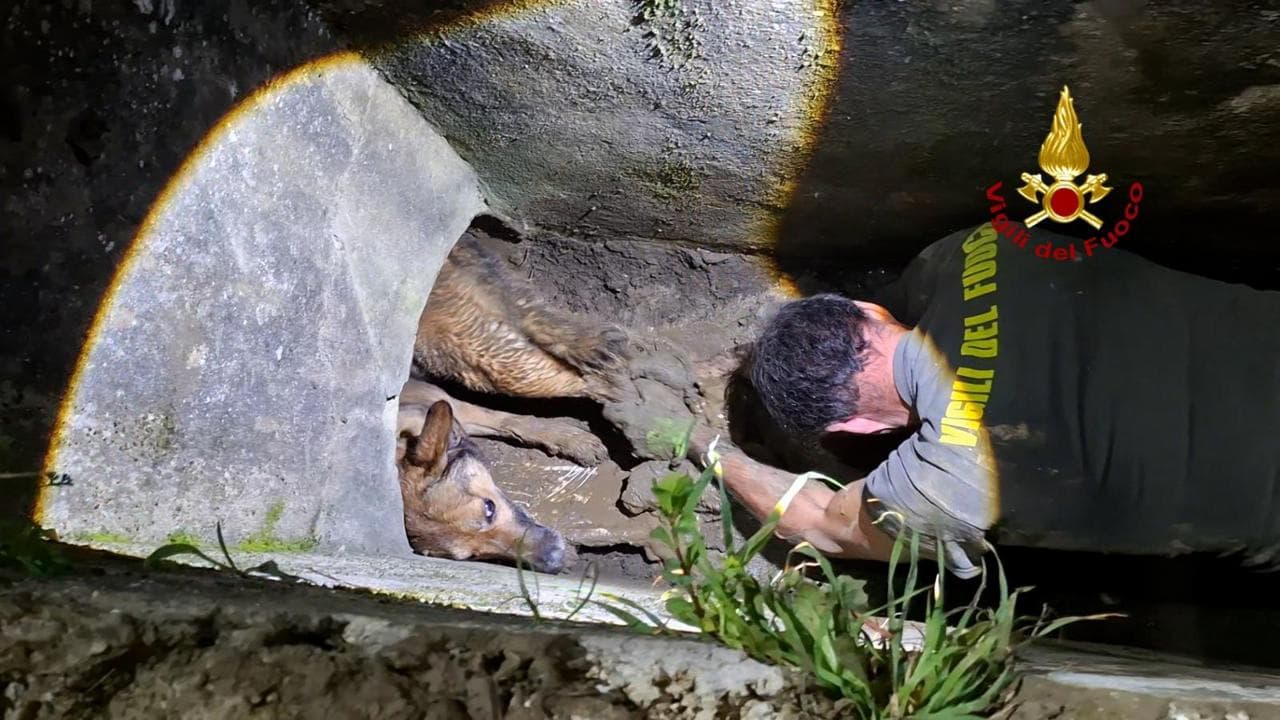 Cane intrappolato in una tubazione, il salvataggio del vigili del fuoco ...