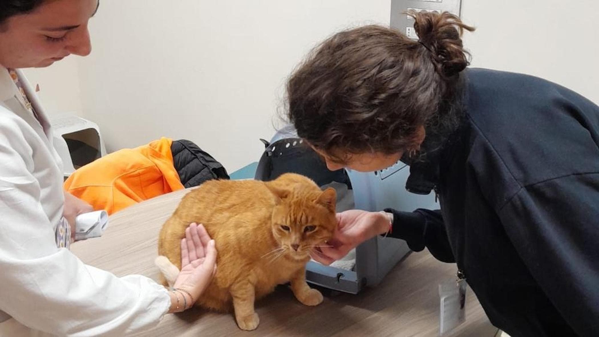 Firenze, un gatto per la prima volta al pediatrico Meyer: pet therapy ...