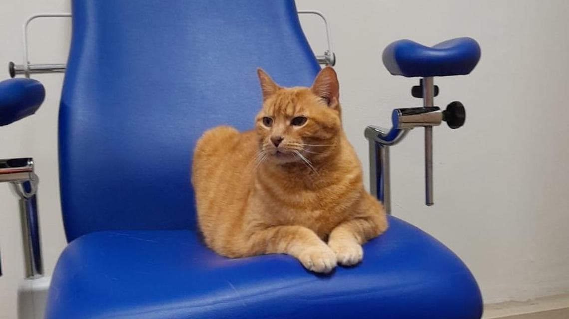 Firenze, un gatto per la prima volta al pediatrico Meyer: pet therapy ...