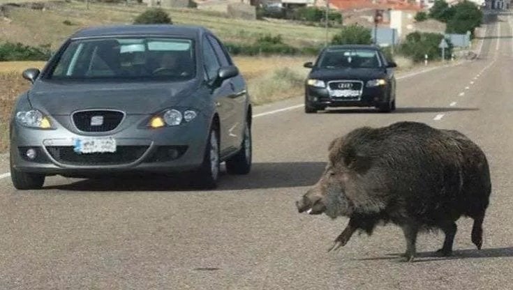 Genova Gi Dal Dirupo Per 30 Metri Abbiamo Colpito Un Cinghiale Con 