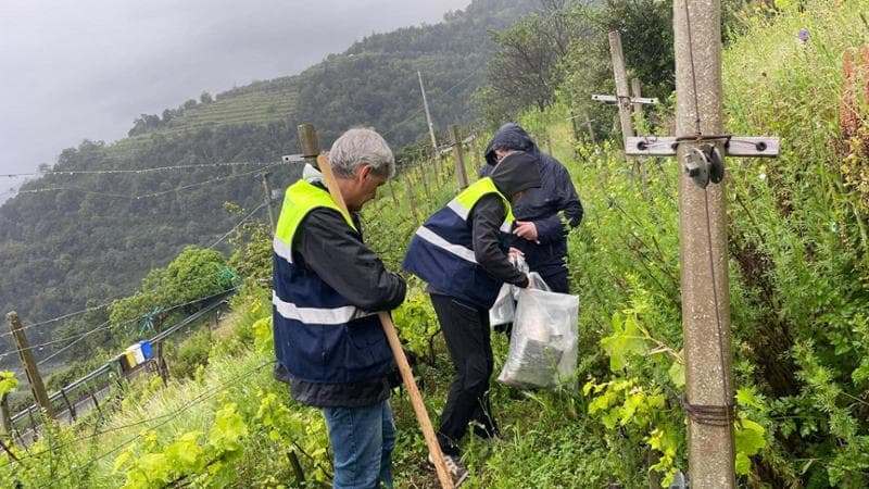 Anteprima: Cinque Terre, un progetto europeo per tutelare api, farfalle e bombi, gli insetti impolli…