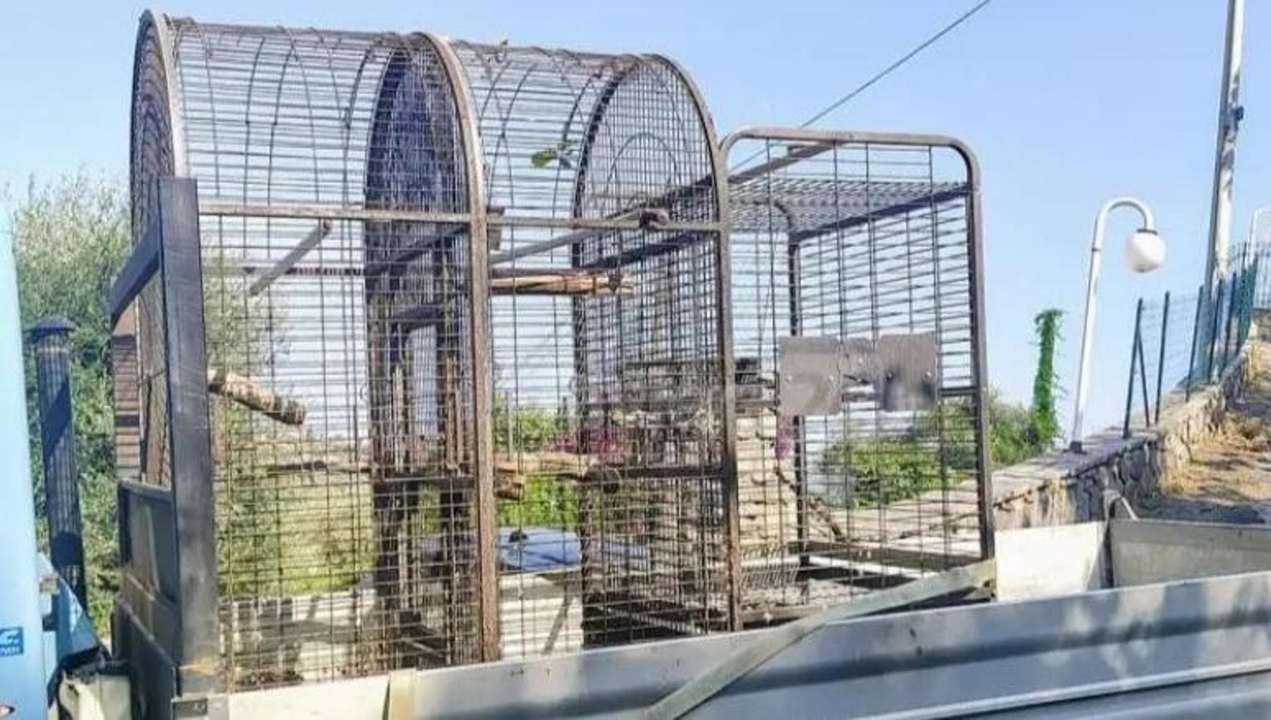 Sanremo'daki bir villada köpekler, kediler, muhabbet kuşları, koyunlar ve 400 hayvan çöpe atıldı