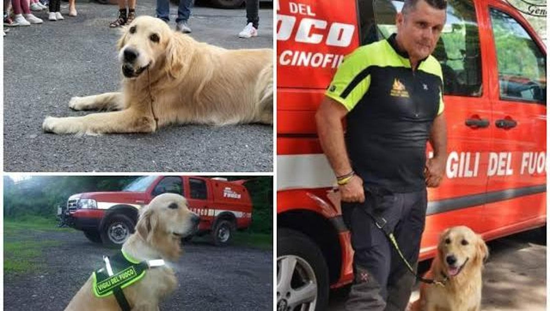 Morandi Köprüsü'nün enkazı altındaki kurtarma köpeği Zoe'ye elveda