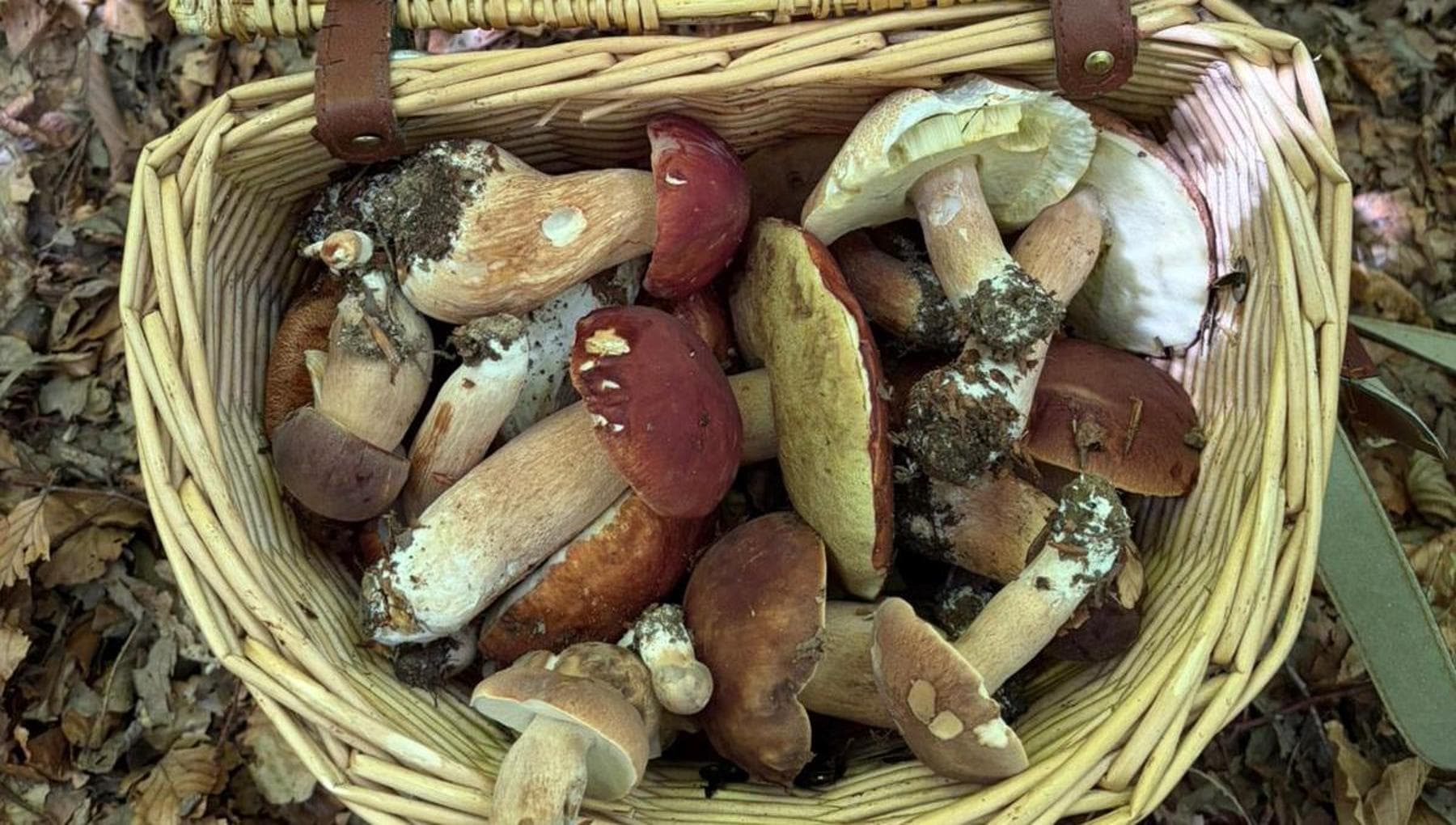 Porcini boom in Liguria, effetto del clima: “Il segreto è temporali e sole, ma non ovunque”