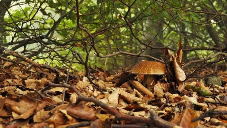 Funghi, è assalto ai boschi. Il sindaco di Pigna: “Non sono supermarket, devastati con i rastrelli”