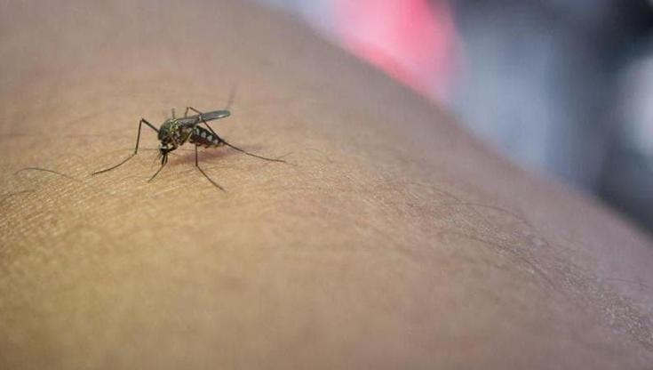 West Nile, primo caso autoctono in Liguria. Bassetti: “La paziente è in terapia intensiva”