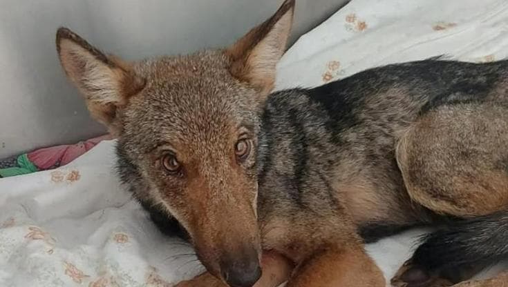 “C’è un lupo in giardino”: a Genova una cucciola disorientata ha trovato riparo tra le case