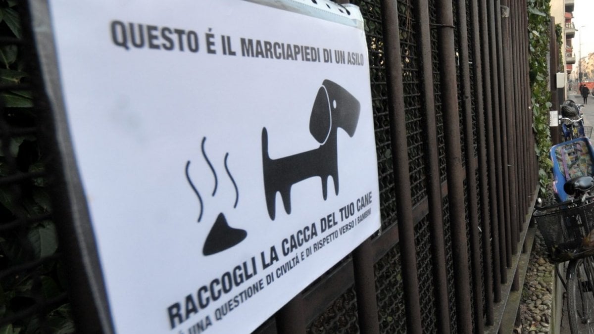 Divertenti Cartelli Per Cani Che Sporcano Da Stampare