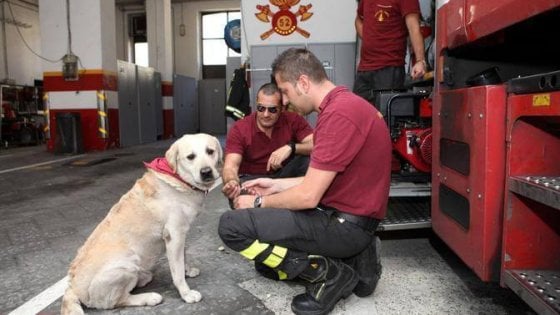 Addio a Ruben, il cane mascotte dei vigili del fuoco di Milano - la ...