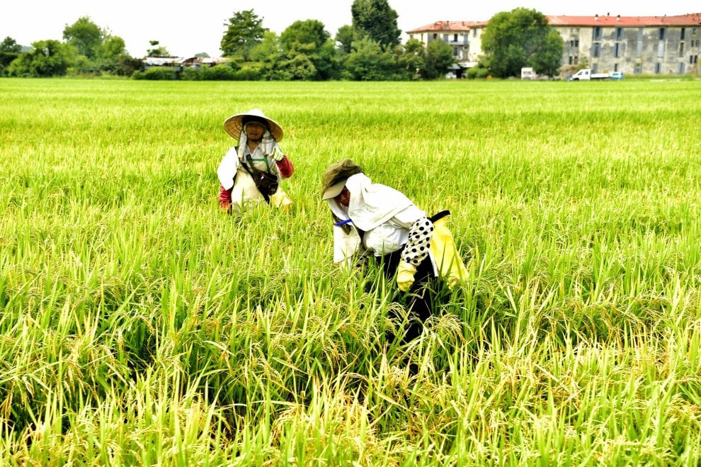 L'Oriente a Milano: lo spettacolo delle risaie con gli ibis in volo e i ...