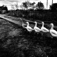 Contadini, mungitori e pastori, oggi come due secoli fa. Le foto di Carnieli al Parco agricolo Sud di Milano