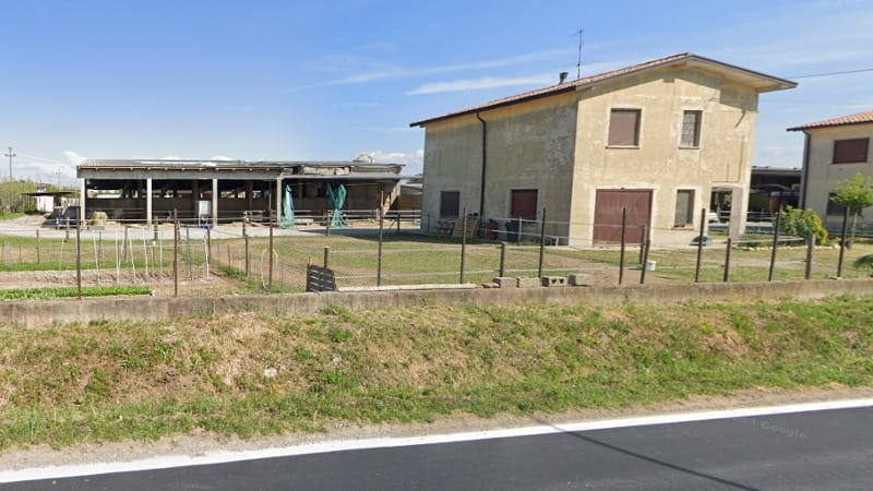 Gli agricoltori praticano questi fori massicci nelle loro mucche. Qual