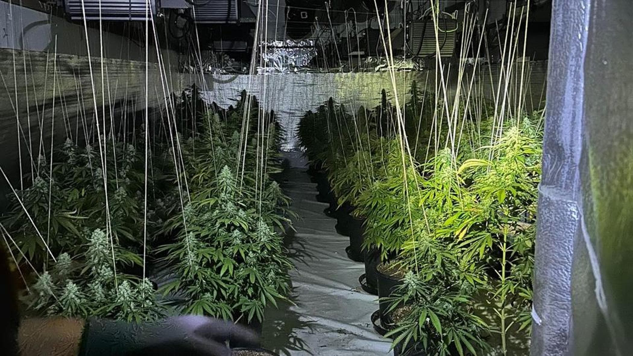 Maxi piantagione di marijuana in un capannone a Lodi, coltivatori trovati in una botola: arrestati - la Repubblica
