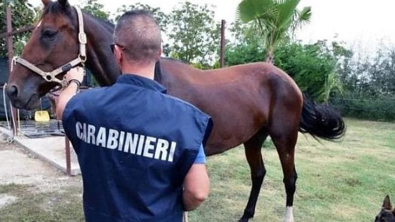Cade da cavallo durante un’escursione: Jessica Caratti muore a 45 anni ...