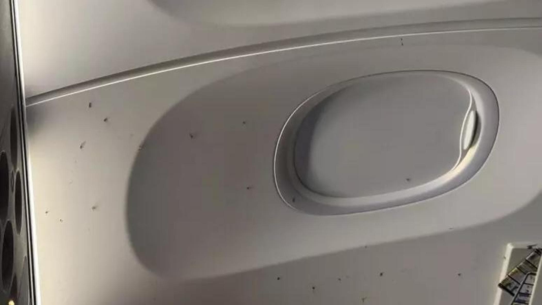 Voli da Malpensa invasi dalle zanzare: passeggeri fatti scendere e ritardi fino a tre ore