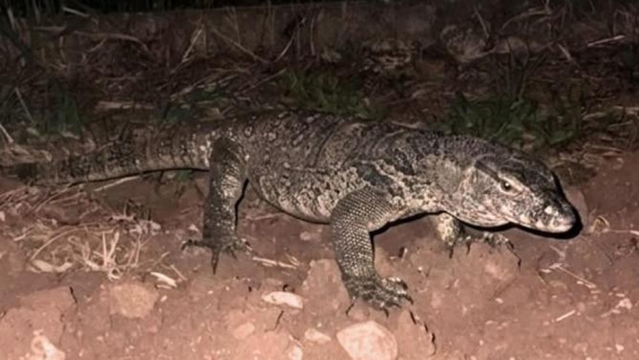 Avvistato un varano a Montichiari. Il sindaco: "Può essere pericoloso, vietato circolare a piedi"