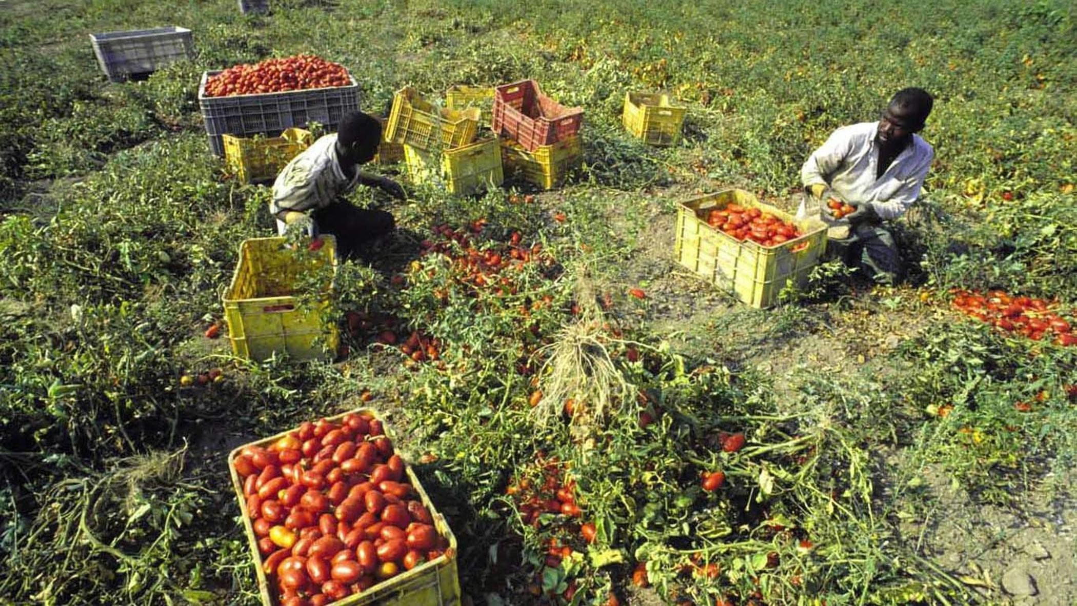 Cremona, ha un malore mentre raccoglie pomodori: bracciante di 19 anni muore poco dopo in ospedale