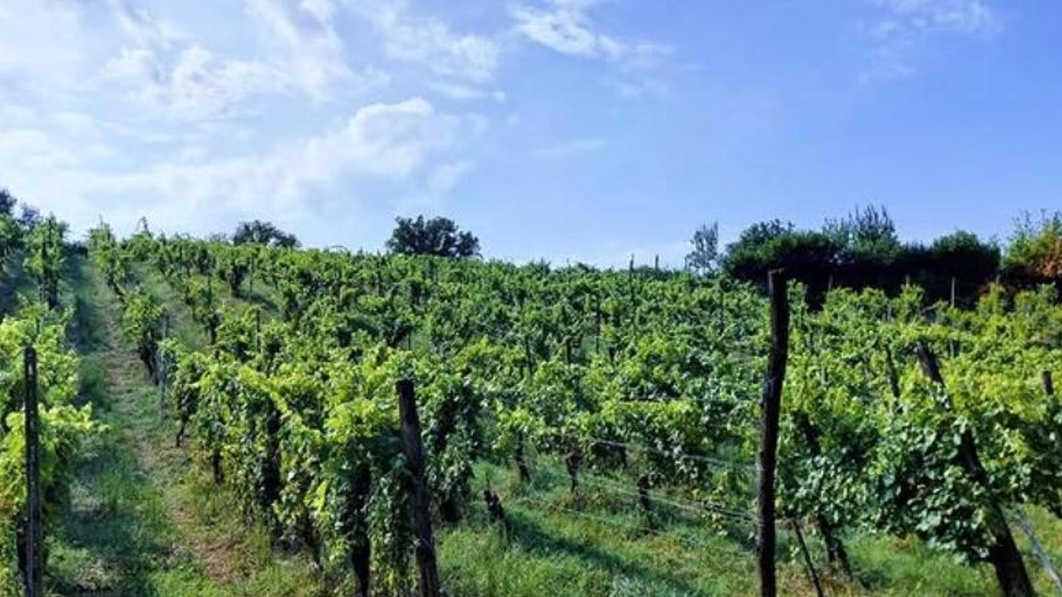 Trattore si ribalta durante la raccolta dell’uva: morto l’imprenditore vinicolo Francesco Mazzocchi