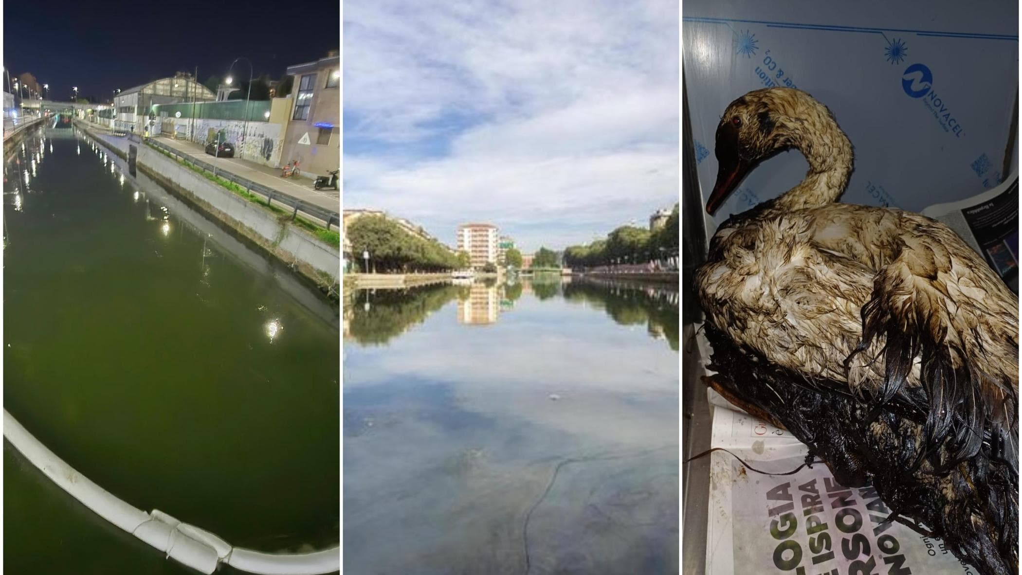 Sversamento di gasolio, la chiazza di 28 km è arrivata in Darsena: “Pesanti danni alla biodiversità”