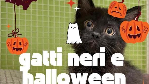 Halloween, come nasce la superstizione (sbagliata) dei gatti neri che portano sfortuna