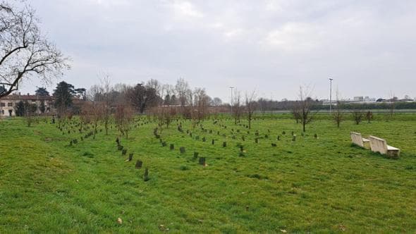 Forestami riceve il World Restoration Flagship dall'Onu: un riferimento per ripristino di ecosistemi