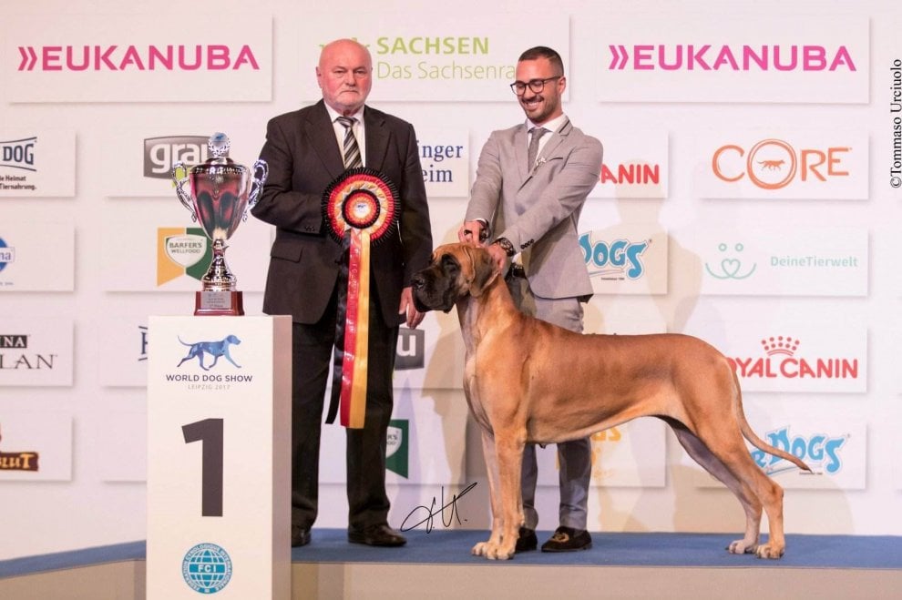 Il Cane Più Veloce Al Mondo