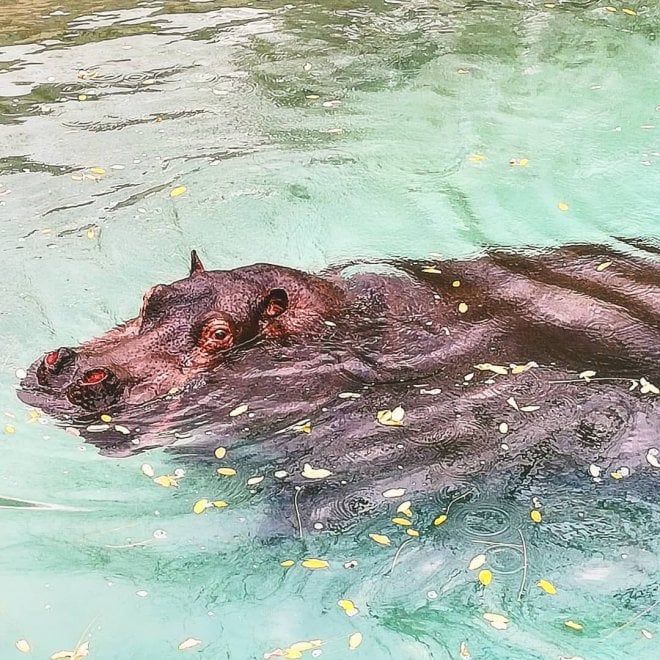 Zoo Di Napoli E Arrivata Carola L Ippopotamo Che Fara Compagnia A Natalino La Repubblica